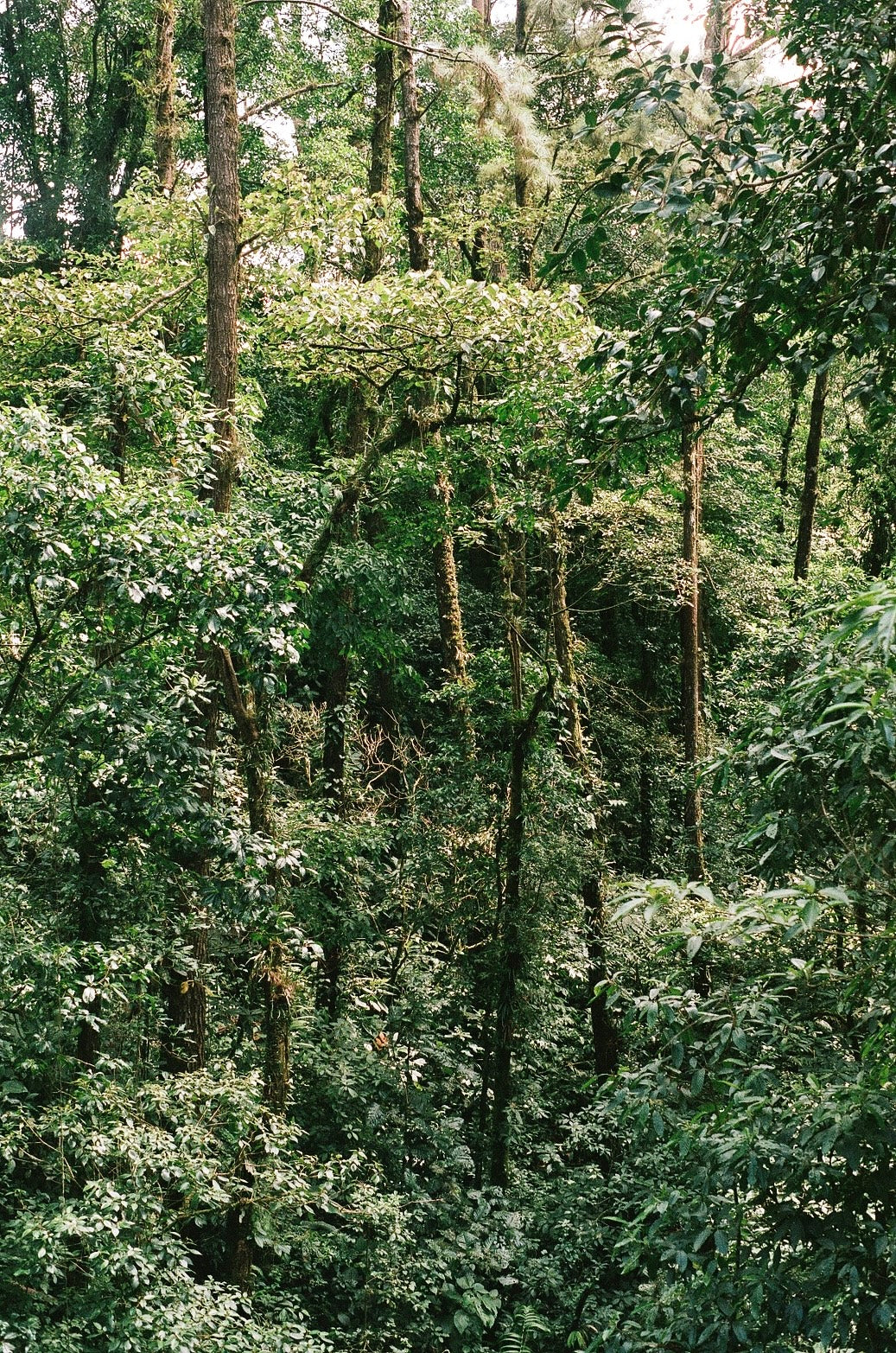 Jungle