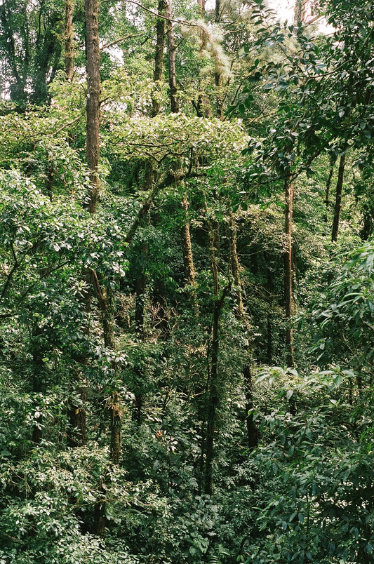 Jungle