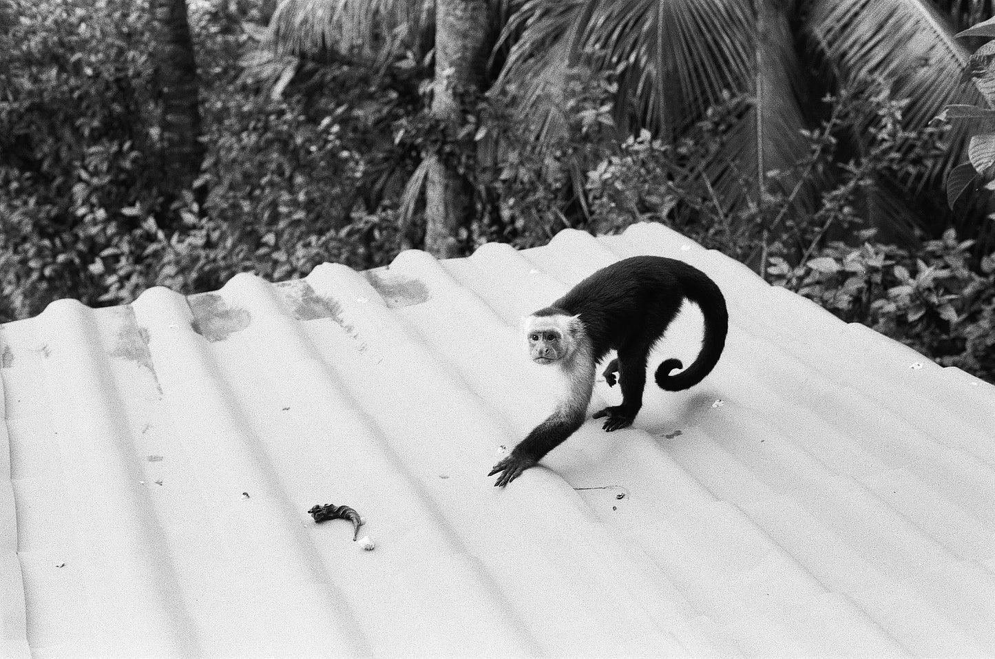 Monkey
